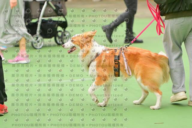 2024第六屆奔跑吧!毛小孩公益路跑