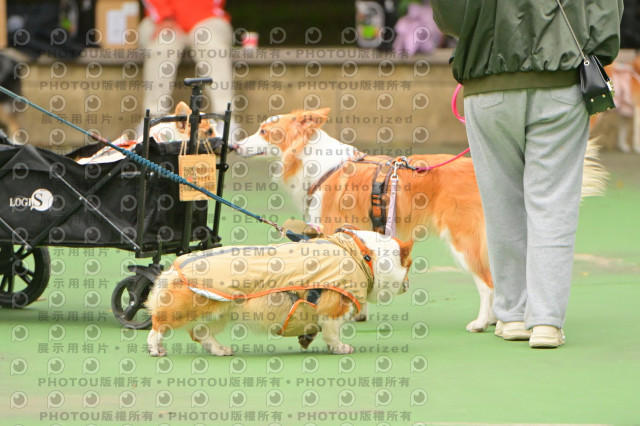 2024第六屆奔跑吧!毛小孩公益路跑