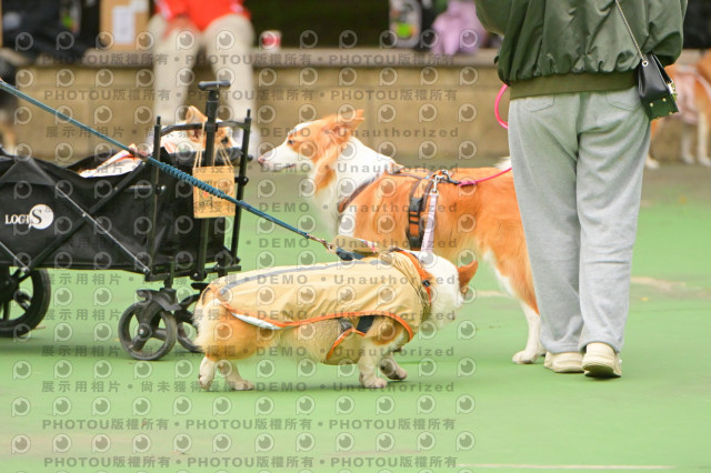 2024第六屆奔跑吧!毛小孩公益路跑