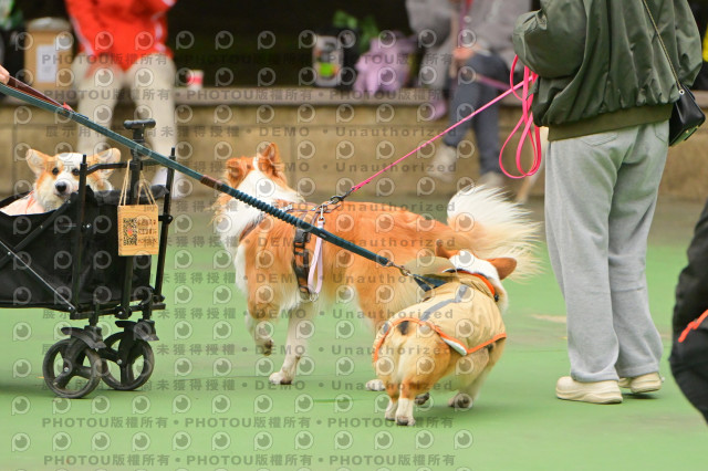 2024第六屆奔跑吧!毛小孩公益路跑