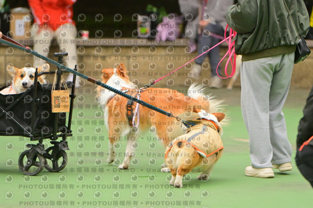 2024第六屆奔跑吧!毛小孩公益路跑