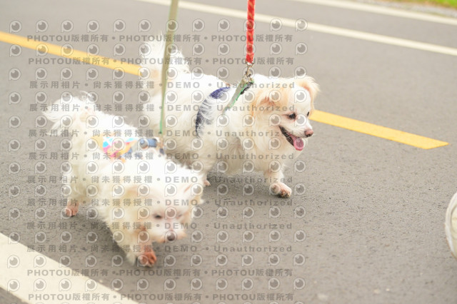 2024第六屆奔跑吧!毛小孩公益路跑