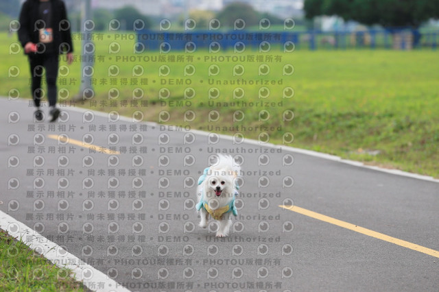 2024第六屆奔跑吧!毛小孩公益路跑