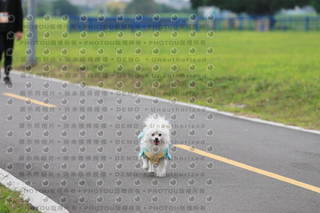 2024第六屆奔跑吧!毛小孩公益路跑
