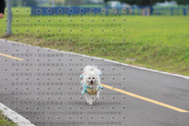 2024第六屆奔跑吧!毛小孩公益路跑