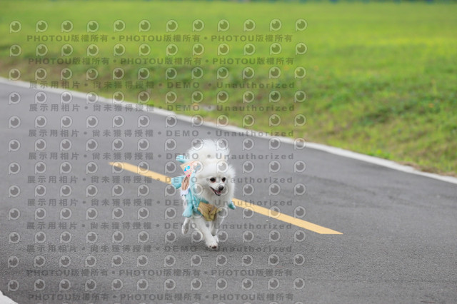 2024第六屆奔跑吧!毛小孩公益路跑