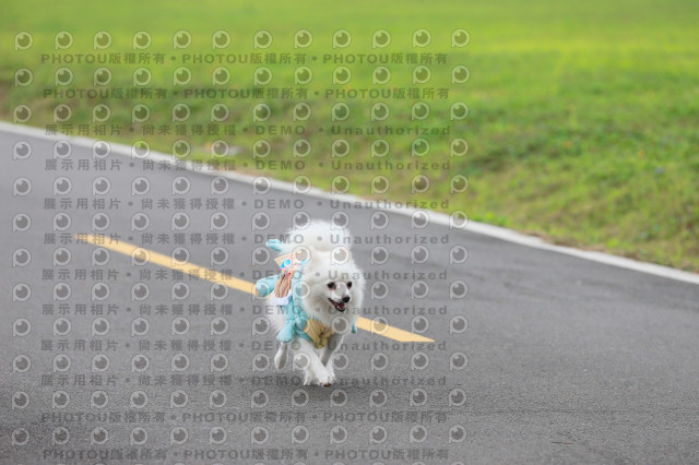 2024第六屆奔跑吧!毛小孩公益路跑