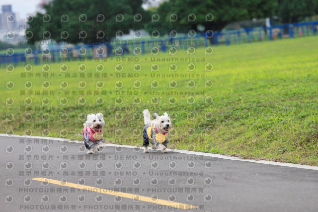 2024第六屆奔跑吧!毛小孩公益路跑
