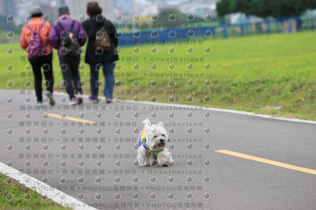 2024第六屆奔跑吧!毛小孩公益路跑