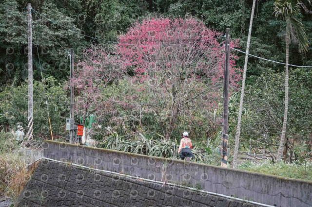 2026第二屆宜蘭大同櫻花馬拉松2026 YILAN SAKURA MARTHON