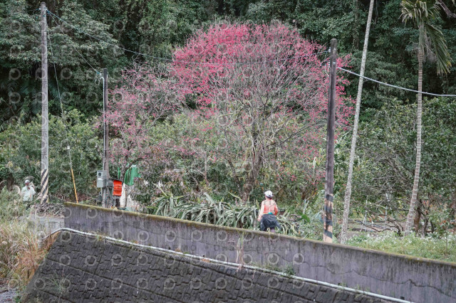 2026第二屆宜蘭大同櫻花馬拉松2026 YILAN SAKURA MARTHON