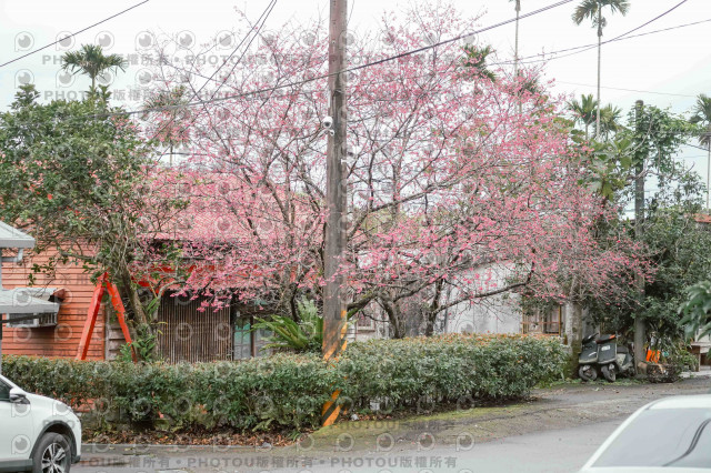 2026第二屆宜蘭大同櫻花馬拉松2026 YILAN SAKURA MARTHON