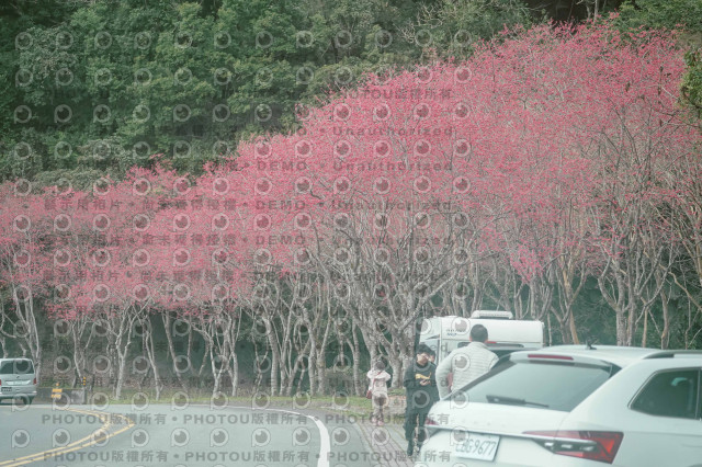 2026第二屆宜蘭大同櫻花馬拉松2026 YILAN SAKURA MARTHON