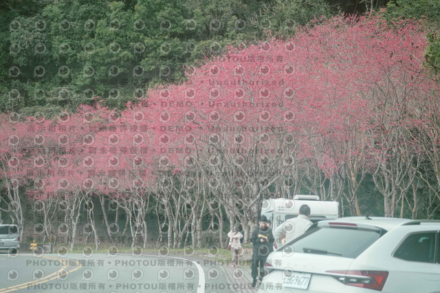 2026第二屆宜蘭大同櫻花馬拉松2026 YILAN SAKURA MARTHON