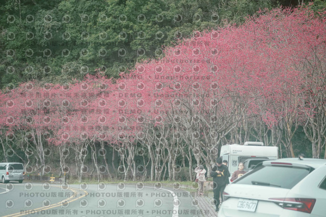 2026第二屆宜蘭大同櫻花馬拉松2026 YILAN SAKURA MARTHON