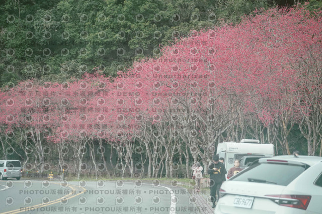 2026第二屆宜蘭大同櫻花馬拉松2026 YILAN SAKURA MARTHON