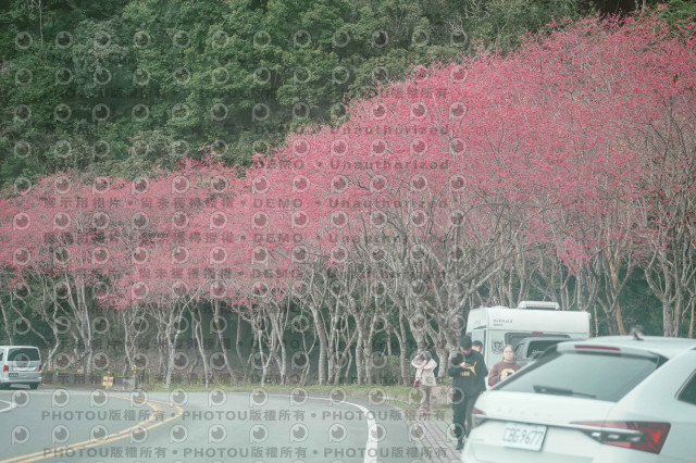 2026第二屆宜蘭大同櫻花馬拉松2026 YILAN SAKURA MARTHON