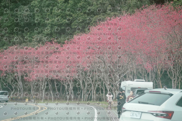 2026第二屆宜蘭大同櫻花馬拉松2026 YILAN SAKURA MARTHON