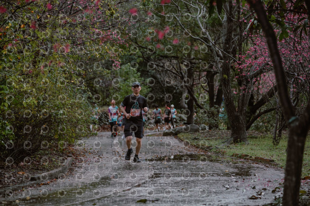 2026左岸竹東櫻花馬拉松Zhudong Sakura Marathon