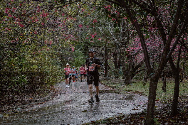 2026左岸竹東櫻花馬拉松Zhudong Sakura Marathon
