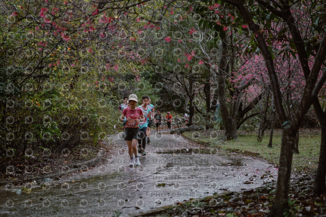 2026左岸竹東櫻花馬拉松Zhudong Sakura Marathon