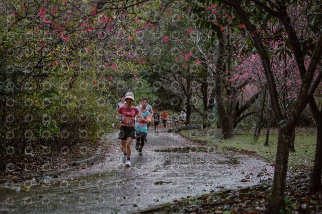 2026左岸竹東櫻花馬拉松Zhudong Sakura Marathon