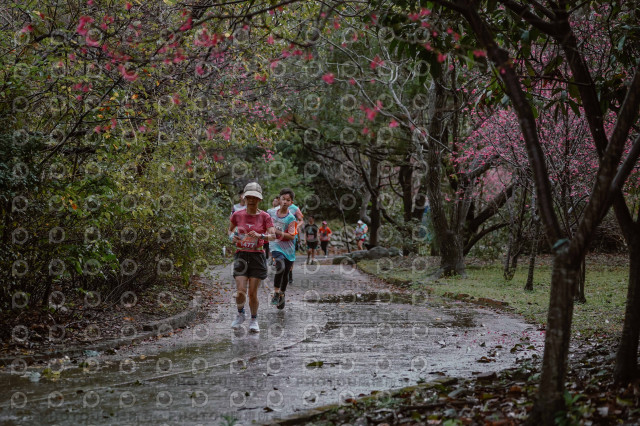 2026左岸竹東櫻花馬拉松Zhudong Sakura Marathon