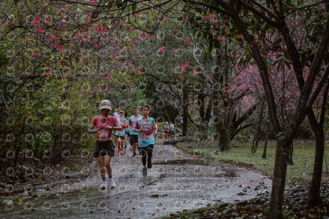 2026左岸竹東櫻花馬拉松Zhudong Sakura Marathon