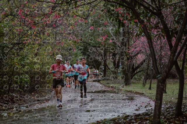 2026左岸竹東櫻花馬拉松Zhudong Sakura Marathon