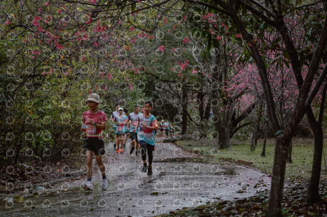 2026左岸竹東櫻花馬拉松Zhudong Sakura Marathon