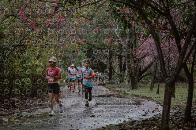 2026左岸竹東櫻花馬拉松Zhudong Sakura Marathon