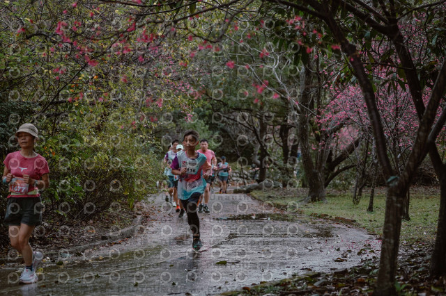 2026左岸竹東櫻花馬拉松Zhudong Sakura Marathon