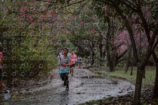 2026左岸竹東櫻花馬拉松Zhudong Sakura Marathon