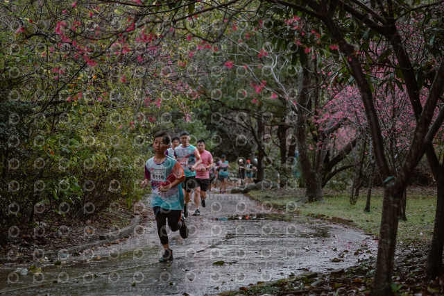 2026左岸竹東櫻花馬拉松Zhudong Sakura Marathon