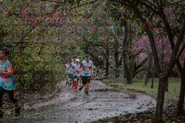 2026左岸竹東櫻花馬拉松Zhudong Sakura Marathon