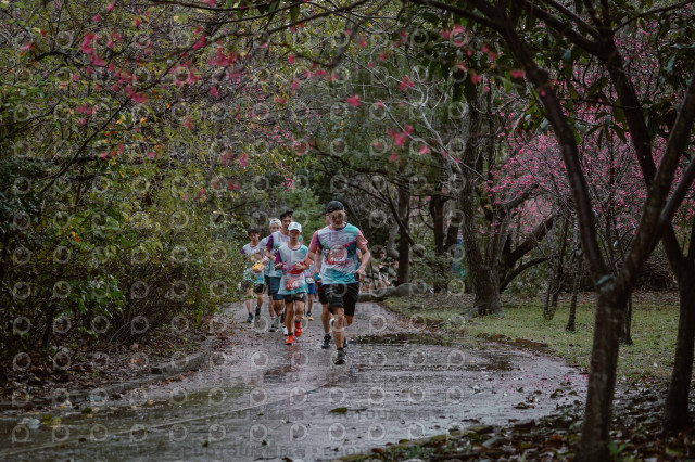 2026左岸竹東櫻花馬拉松Zhudong Sakura Marathon