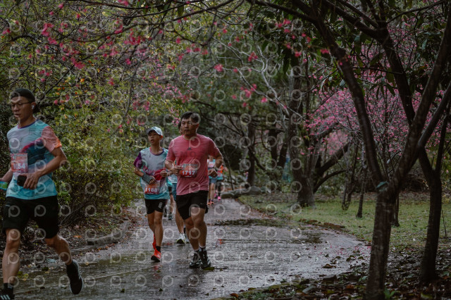 2026左岸竹東櫻花馬拉松Zhudong Sakura Marathon