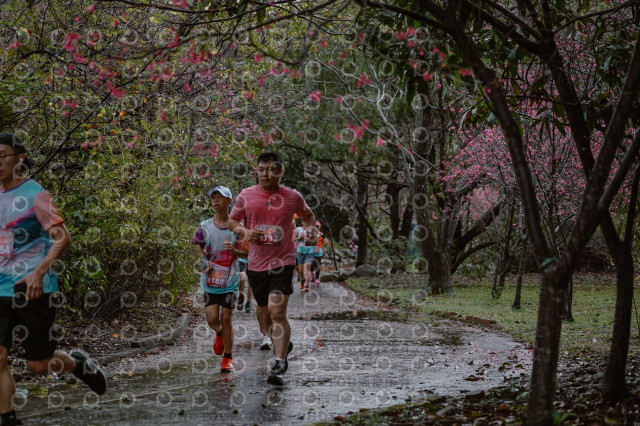 2026左岸竹東櫻花馬拉松Zhudong Sakura Marathon