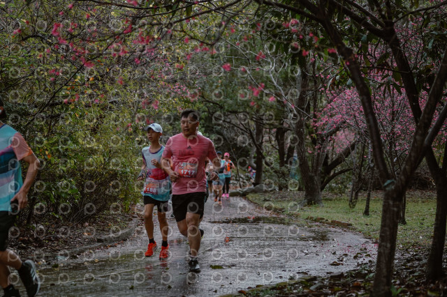 2026左岸竹東櫻花馬拉松Zhudong Sakura Marathon