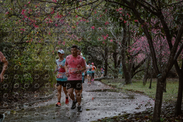 2026左岸竹東櫻花馬拉松Zhudong Sakura Marathon