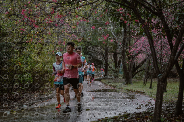 2026左岸竹東櫻花馬拉松Zhudong Sakura Marathon