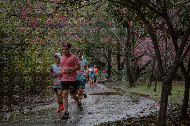 2026左岸竹東櫻花馬拉松Zhudong Sakura Marathon