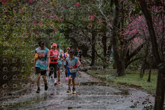 2026左岸竹東櫻花馬拉松Zhudong Sakura Marathon