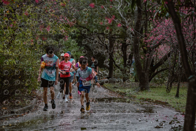 2026左岸竹東櫻花馬拉松Zhudong Sakura Marathon