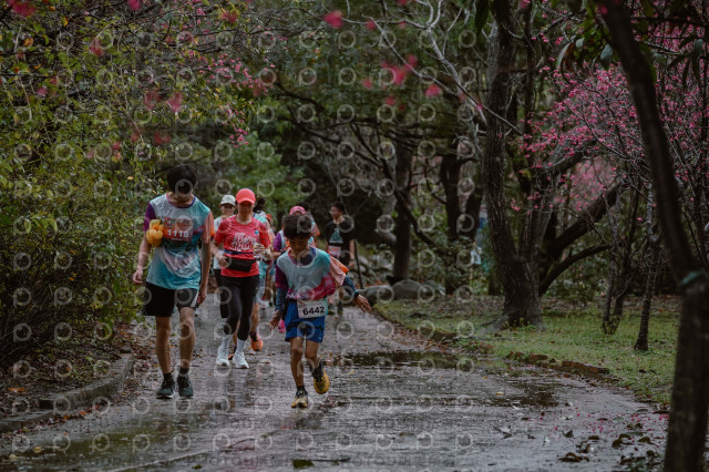 2026左岸竹東櫻花馬拉松Zhudong Sakura Marathon