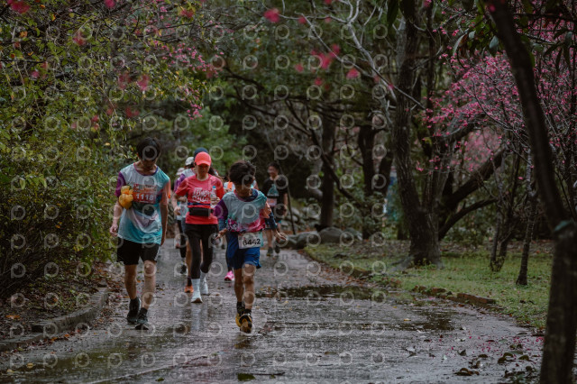 2026左岸竹東櫻花馬拉松Zhudong Sakura Marathon