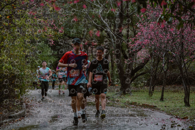 2026左岸竹東櫻花馬拉松Zhudong Sakura Marathon