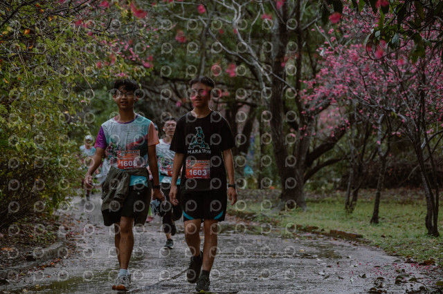 2026左岸竹東櫻花馬拉松Zhudong Sakura Marathon