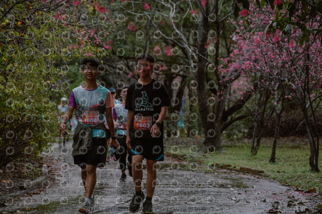2026左岸竹東櫻花馬拉松Zhudong Sakura Marathon