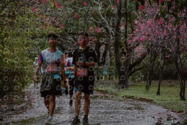 2026左岸竹東櫻花馬拉松Zhudong Sakura Marathon